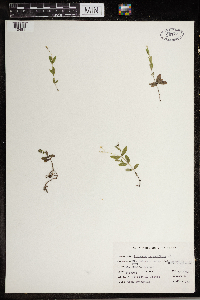 Moehringia lateriflora image