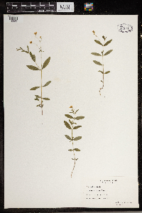 Moehringia lateriflora image