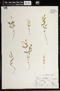 Moehringia lateriflora image