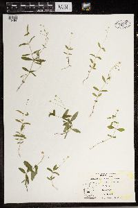 Moehringia lateriflora image