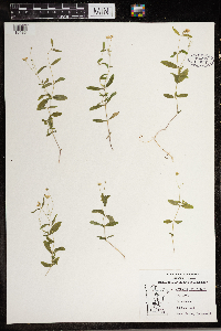 Moehringia lateriflora image