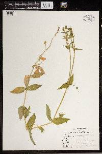 Moehringia lateriflora image