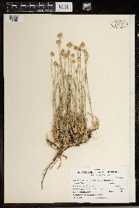 Eremogone congesta image