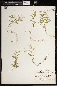 Moehringia lateriflora image