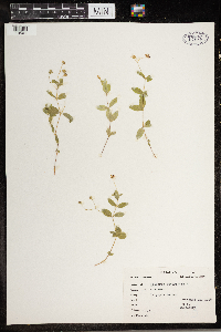 Moehringia lateriflora image