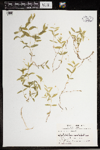 Moehringia lateriflora image