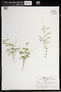 Moehringia lateriflora image