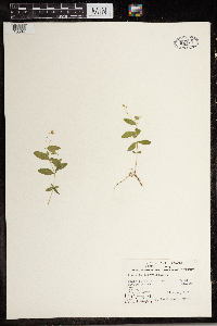 Moehringia lateriflora image