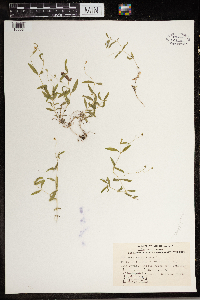 Moehringia lateriflora image