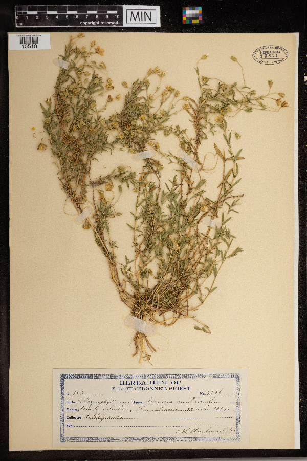 Arenaria montana image