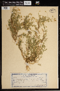 Media resource of Arenaria montana