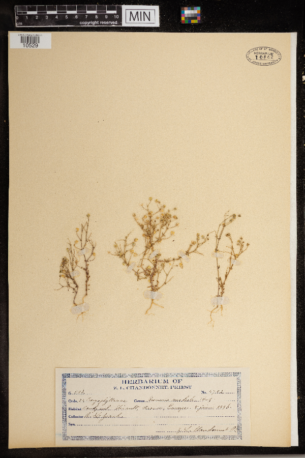 Arenaria modesta image