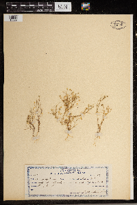 Media resource of Arenaria modesta