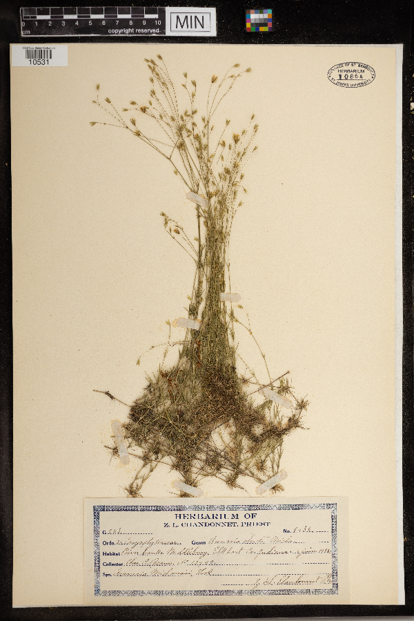 Sabulina stricta image