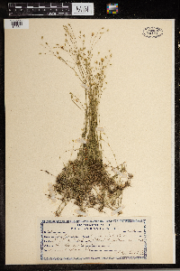 Media resource of Sabulina stricta