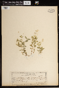 Moehringia lateriflora image