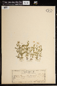 Moehringia lateriflora image