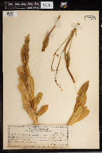 Silene vulgaris image