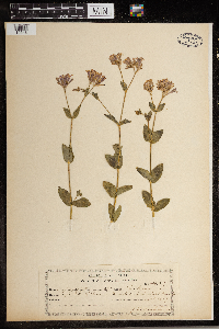 Silene armeria image