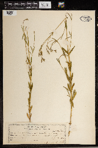 Silene antirrhina image