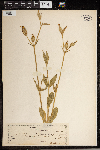 Silene noctiflora image