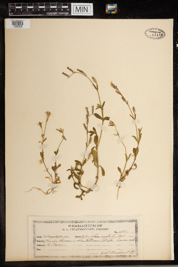 Silene neglecta image