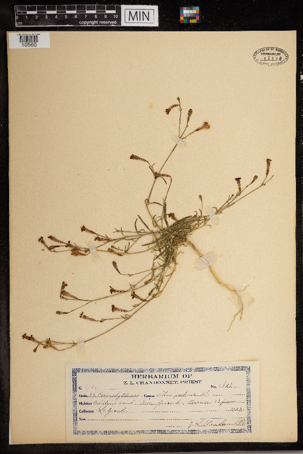 Silene portensis image