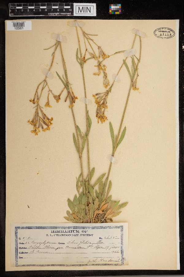 Silene italica image