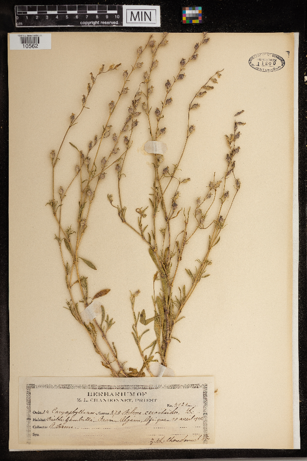 Silene cerastoides image