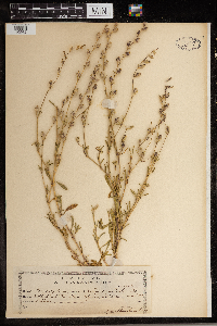 Media resource of Silene cerastoides