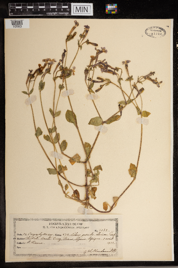 Silene pseudoatocion image