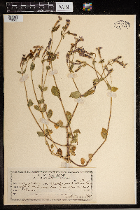 Image Associated With the Occurrence