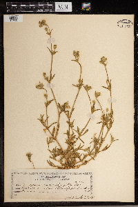 Media resource of Silene apetala