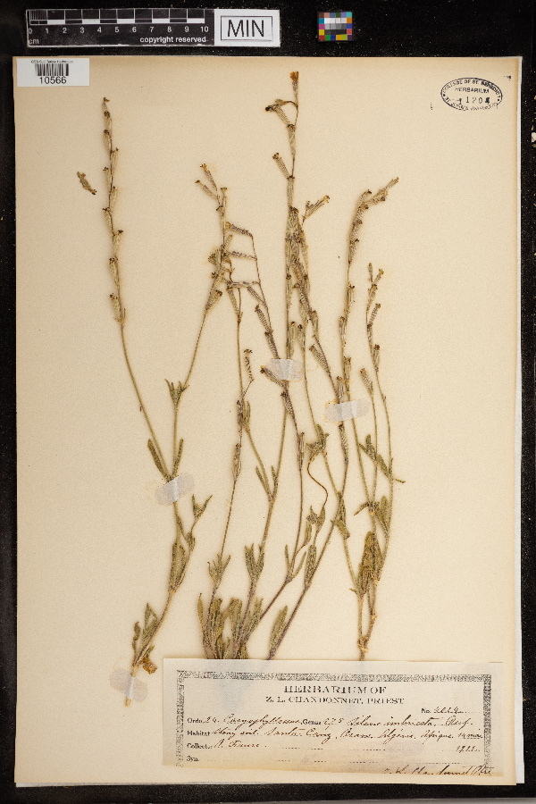 Silene imbricata image