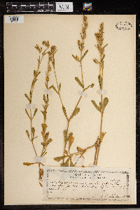 Silene gallica image