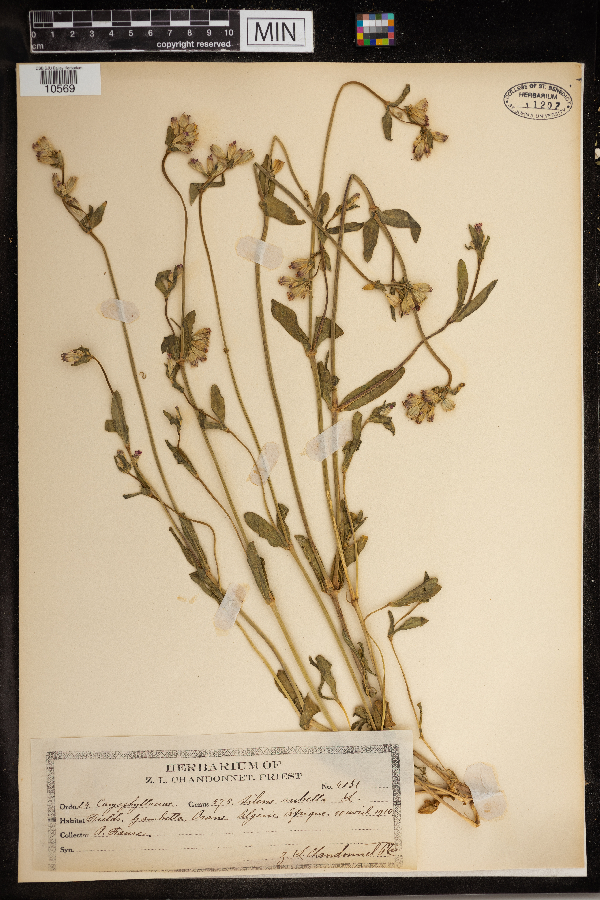 Silene rubella image