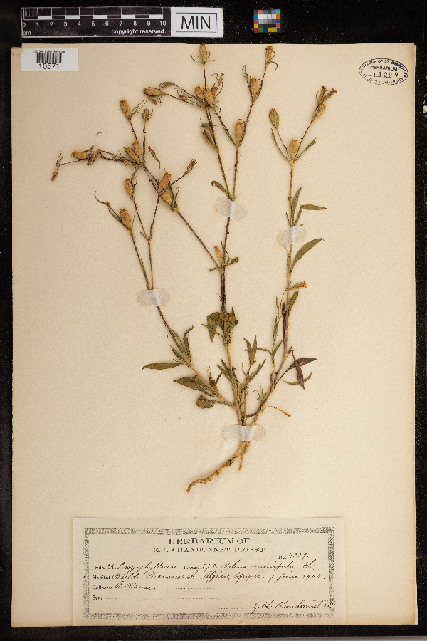 Silene muscipula image