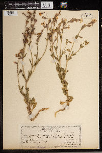 Media resource of Silene colorata