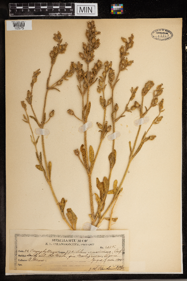 Silene ramosissima image