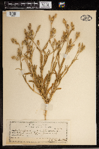 Media resource of Silene conica