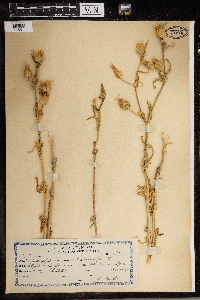 Media resource of Silene conoidea