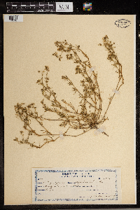 Spergularia rubra image