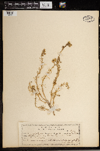 Spergularia media image