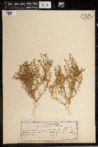 Spergularia salina image