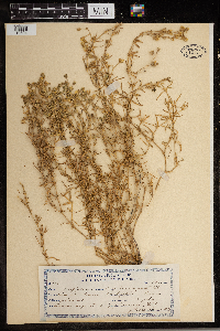 Spergularia media image