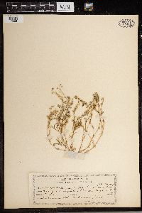 Spergularia salina image