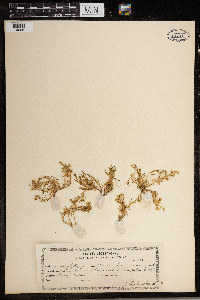 Spergularia marina image