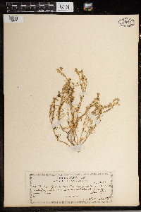 Spergularia marina image