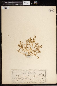 Spergularia salina image