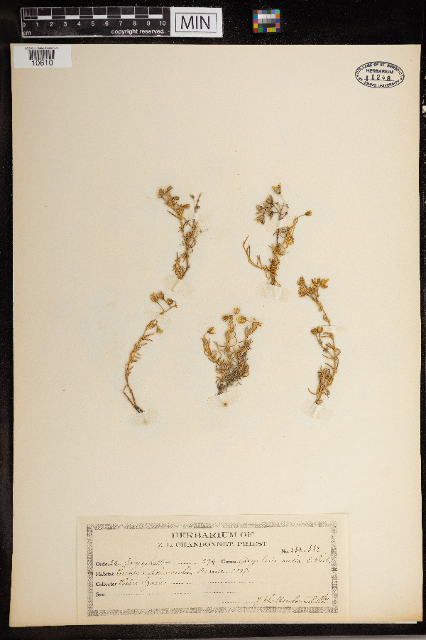 Spergularia media image